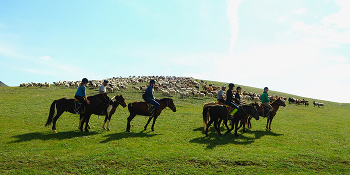 すぐ近くには遊牧民の羊の群れ