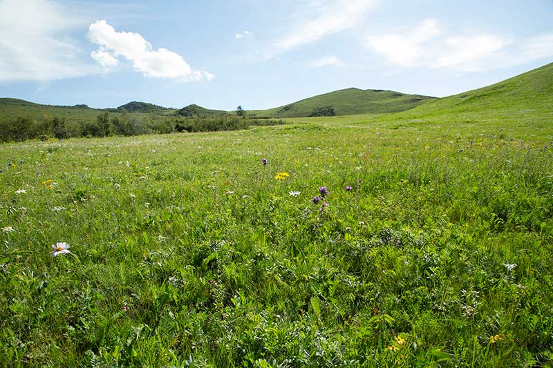モンゴル特有のお花が咲き、彩を添えてくれています