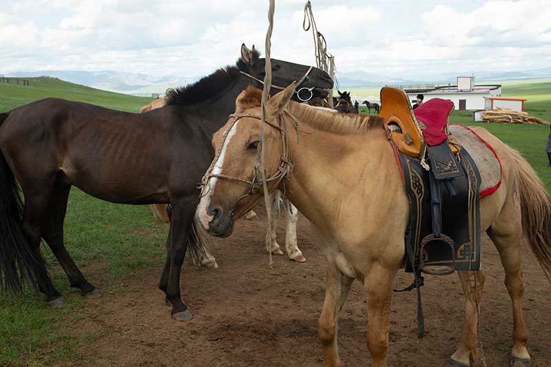 モンゴル馬用の特製の鞍もご用意